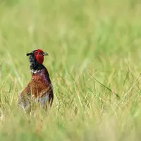 Environ 2 400 faisans seront relâchés chaque année jusqu'en 2026, dans le cadre du projet de réintroduction du faisan sauvage en Limagne.