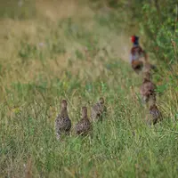 famille de faisans