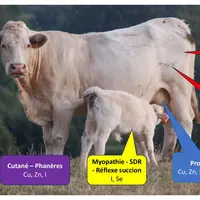 Les oligoéléments jouent un rôle déterminant dans le métabolisme des animaux et plus largement sur leur santé. A l’aide d’analyses sanguines, on peut