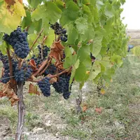La succession des fortes chaleurs et de la pluie sur cette fin août, a précipité la maturation des raisins.