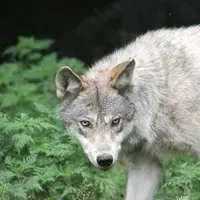 Le retour du loup en France a fait augmenter le nombre d'interventions et les effectifs de louvetiers dans les départements prédatés.