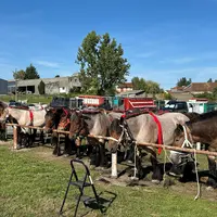 chevaux à l'attache