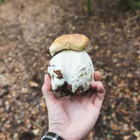 La cueillette aux champignons a aussi ses règles.