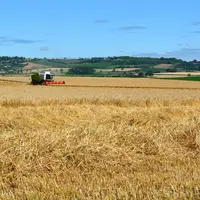 Les moissons 2025 ont donné des résultats dans la moyenne mais la présence d'ergot ampute les récoltes.