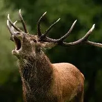 Rendez-vous les 4 et 5 octobre pour participer au comptage des cerfs de Creuse.