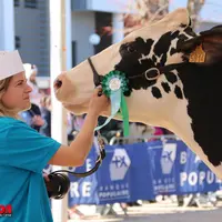 Une dame qui présente une vache prim'holstein