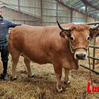 Un éleveur aux côtés de sa vache aubrac engraissée.