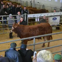 Victaur, né chez Isabelle Ballereau, a été le top price de cette vente.