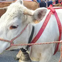 Lors de son AG, l'association Fin Gras du Mézenc a mis en avant la belle dynamique entre éleveurs, grossistes, bouchers et restaurateurs.
