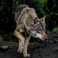 loup à l'affut