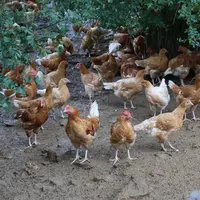 poulet fermier sous les arbres
