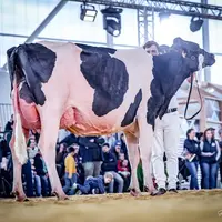 L'élevage Holstein altiligérien a ses stars à l'image de Saxo DC Championne jeune et Meilleure mamelle à Hol'Star 2025, ou 3ème de section à l'Open Da