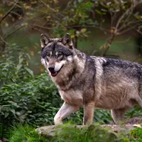 Une attaque de loup sur brebis et agneau, le 24 octobre dernier à la Tour d’Auvergne, a été confirmée par l’OFB