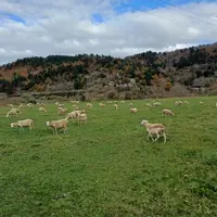Sur les 8 premiers mois de l'année, seuls deux millions d’agneaux ont été abattus, soit 9 % de moins que l’an passé.