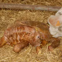 Sitôt le vêlage fait, on veillera à ce que le veau réagisse normalement et que la vache ne présente pas de complication. On lui mettra à disposition e