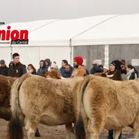 l'arrière de troois vaches aubrac tenues par les éleveurs