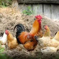 poules et coq en basse cour