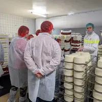 Les collégiens ont visité plusieurs laiteries.