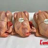 poulets fermiers du Cantal, prêts à cuire.