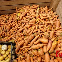 Récolte de carrottes