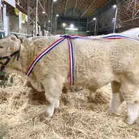 Alcapone, du GAEC Laboisse Simon et Benoît à Sauvagny, a remporté le premier prix d’honneur veau mâle du concours bovins reproducteurs.