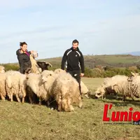 Deux personnes au miieu des moutons.