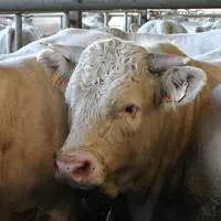 broutard charolais