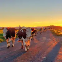 Nicolas Faisandier, de Saint-Jean-Lachalm, remporte la première place avec sa photo « Regardez ce qu’octobre illumine ».