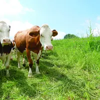 Des vaches dans un pré.