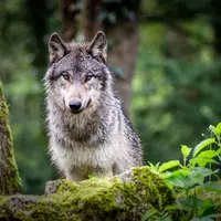 loup