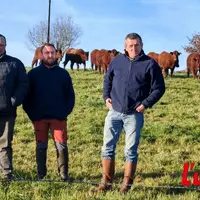 trois agriculteurs au premier plan et des vaches salers au second plan
