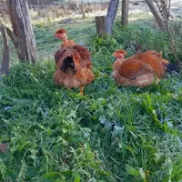 Chapons
