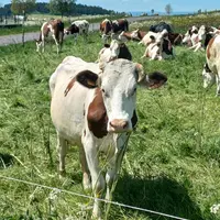 Vaches au pré