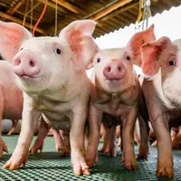 Les membres de la filière sont appelés à se réunir le 21 janvier pour parler de l'avenir du porc en Haute-loire.