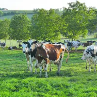 Plus les vaches mangent de l'herbe, plus les fromages sont jaunes, fondants et goûteux.