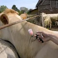 Les animaux vaccinés doivent être dans un état sanitaire compatible avec une bonne réponse immunitaire.