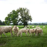 La Charolaise reste la première race bovine en termes d'effectifs dans le Puy-de-Dôme malgré l'érosion du nombre de têtes.