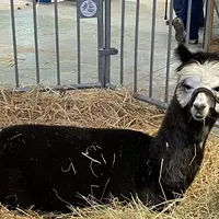 lama