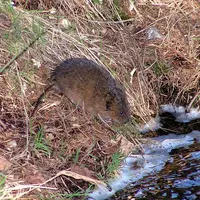 un rat taupier, appelé campagnol, sur les bords d'un cours d'eau