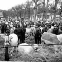 1ère édition de la foire concours bovins de Saint-Pourçain-sur-Sioule en 1966