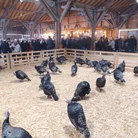 dindes foire jaligny-sur-besbre