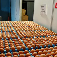 éleveur de poules pondeuses devant sa production d'oeufs.