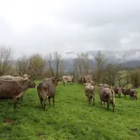 Des brunes au pré