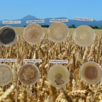 Greencell a sélectionné plus de 800 micro-organismes d'intérêt agronomique dont la plupart proviennent des sols de Limagnes.