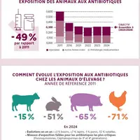 Entre 2011 et 2024, la baisse de la consommation d’antibiotiques en élevage est spectaculaire. Elle reste variable suivant les filières mais toutes n’
