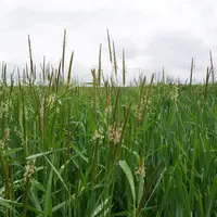 Infestation de vulpins en floraison au-dessus d'une parcelle de céréale (blé). Le vulpin prolonge désormais sa pousse jusqu'au printemps.
