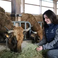 Une jeune femme accroupie devant des aubracs au cornadis porte un gilet Chambre d'agriculture du Cantal