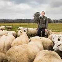 Matthieu Labergerie et son troupeau de brebis de race Texel