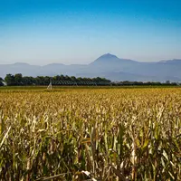champs de maïs semence avec les volcans d'Auvergne en fond