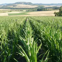 La filière semences de maïs reste sous tension